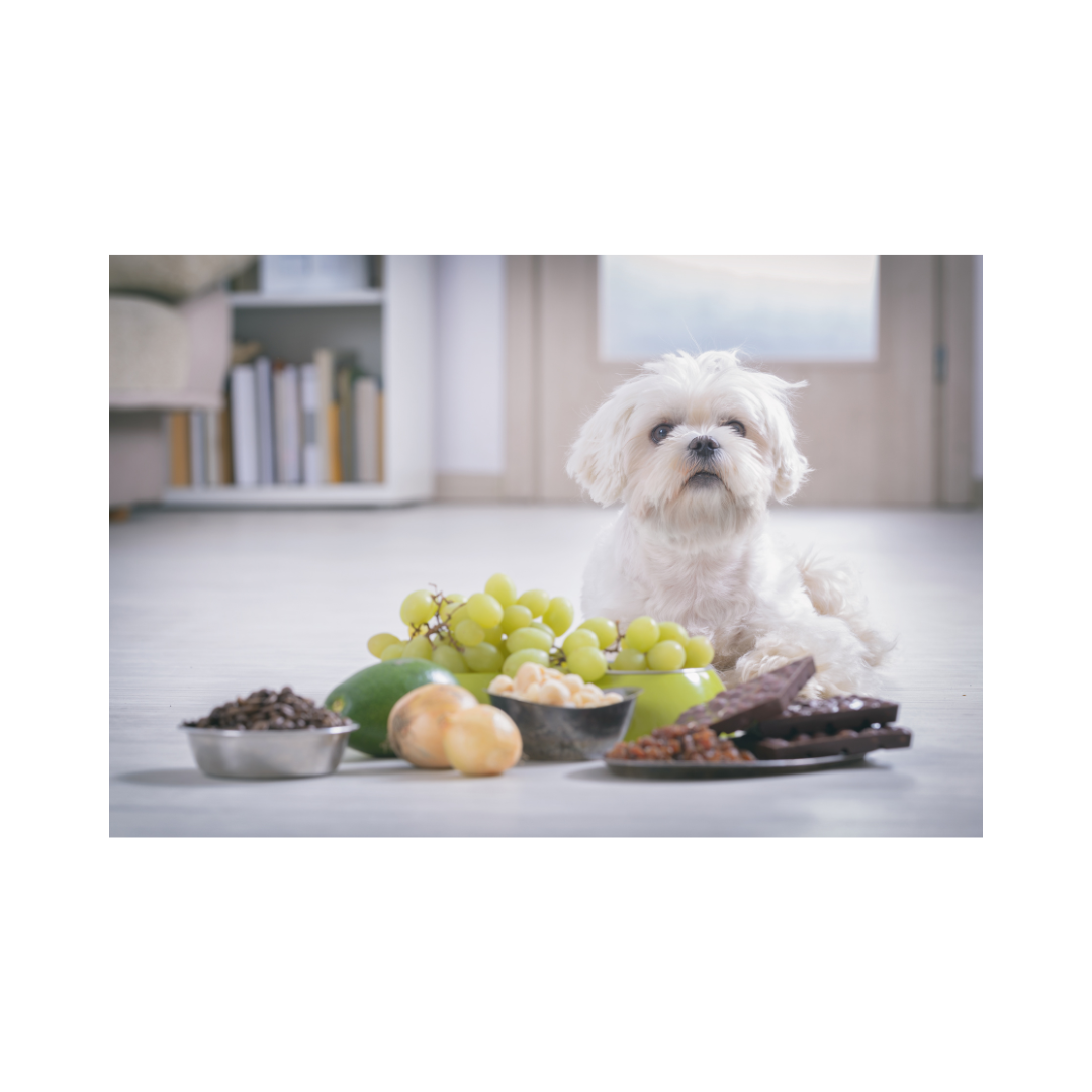 Alimentos prohibidos para perros