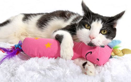 Hartz Cat Crackles Unicornio