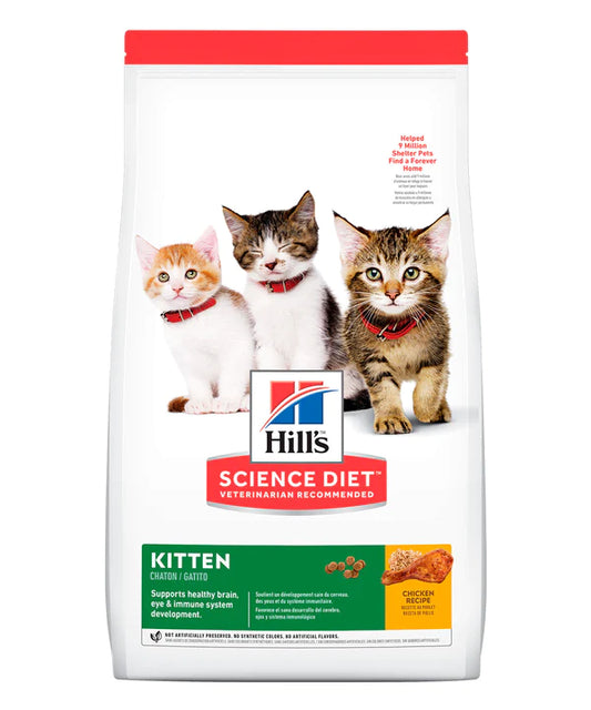Hills Cat Kitten Pollo